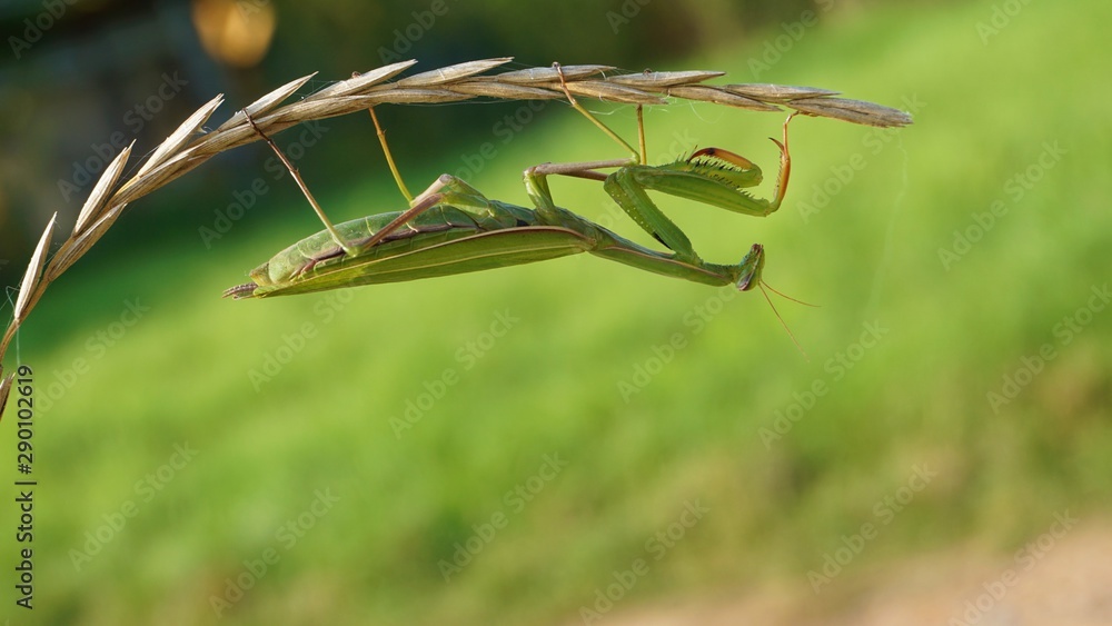 praying mantis