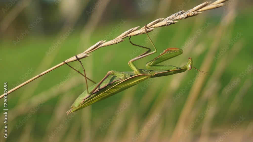 praying mantis praying mantis