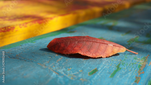 the vivid colors of the benches and autumn leaf