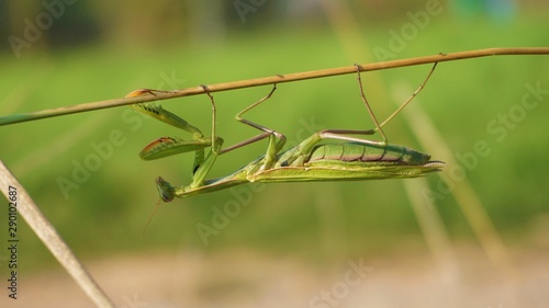 Wallpaper Mural praying mantis Torontodigital.ca
