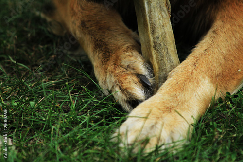 Dog close-up paws
