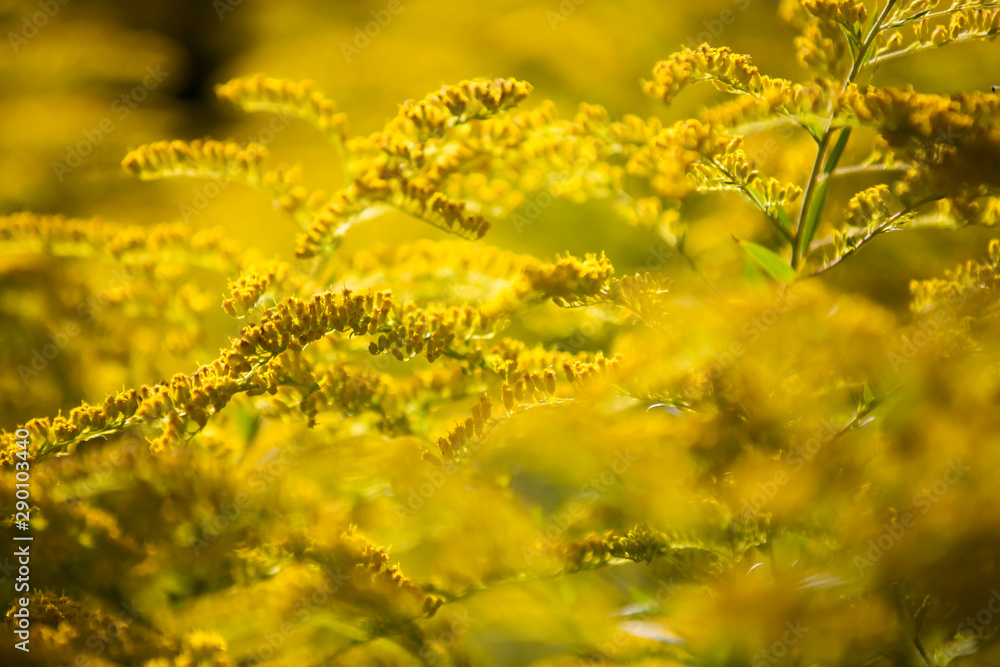 Fototapeta premium Herbst in Deutschland