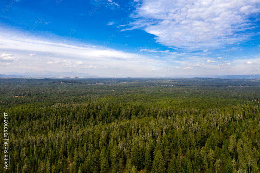 Naklejka premium Forest on volcanic rim