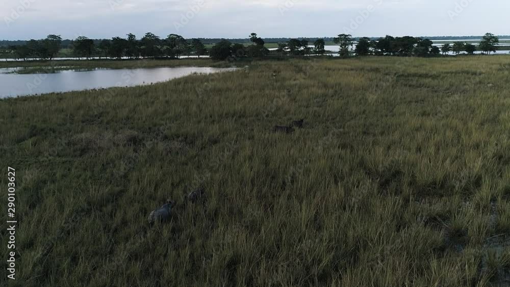 Cinematic shot of wildlife. Exotic animals are passing through the nature. Cinematic shot of wildlife. Exotic animals are passing through the nature.