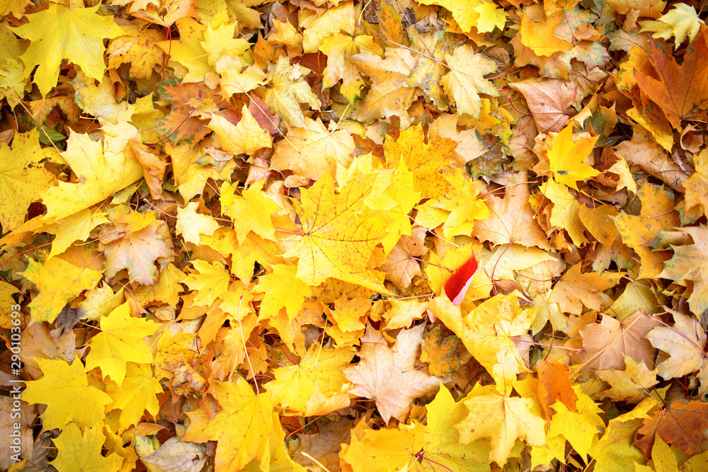 Multicolored leaves lie on the grass. Autumn background