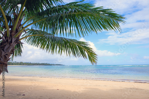 Fototapeta Naklejka Na Ścianę i Meble -  Palm tree on white tropical beach. Travel background.