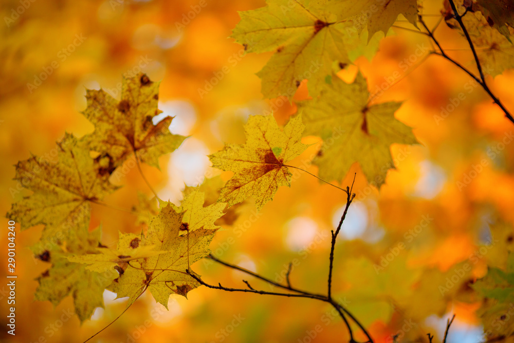 Photo of autumn leaves on blurred background