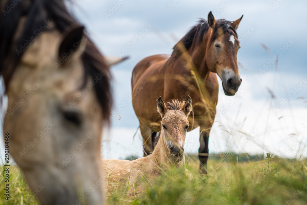 Adult horse and a young foal graze on the field against the sky. Adult horse and a young foal graze on the field against the sky.