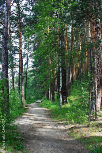 Fototapeta natura drzewa trawa sosna park