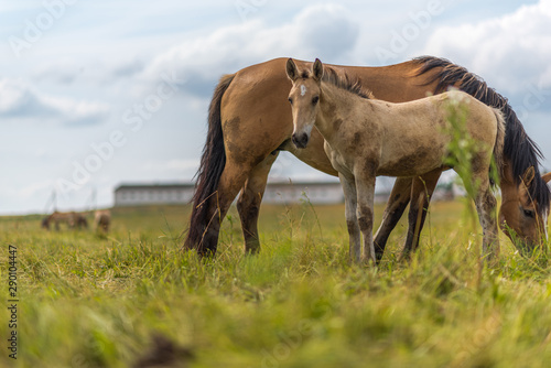 Adult horse and a young foal graze on the field against the sky.