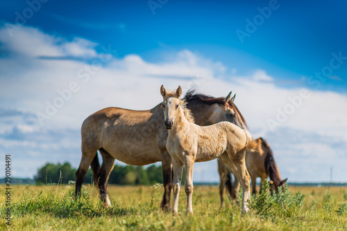 Adult horse and a young foal graze on the field against the sky. © shymar27