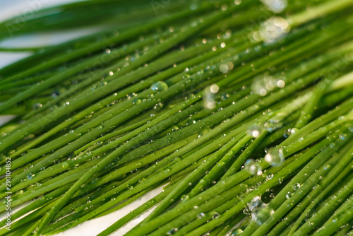 Green onions with a water spray. Fresh green onions with beautiful water droplets