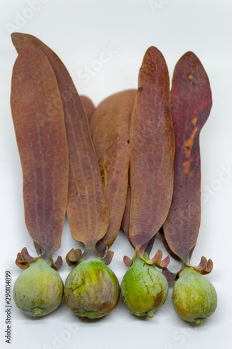 fruit of Dipterocarpus tuberculatus Roxb. photo