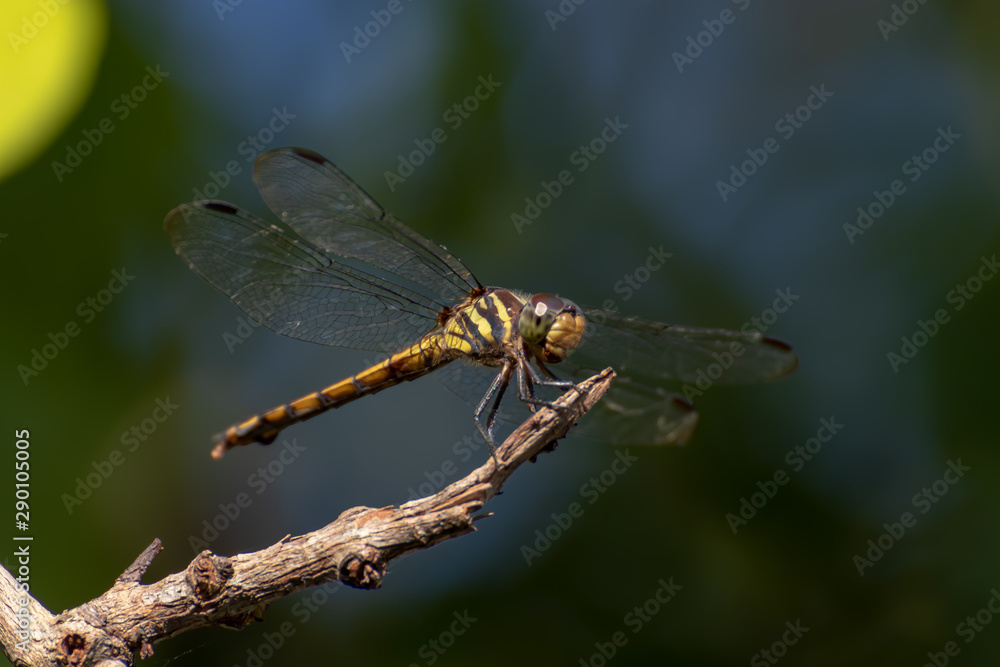dragonfly