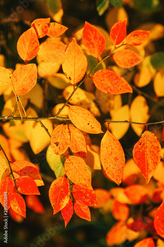 Photo of autumn leaves on blurred background