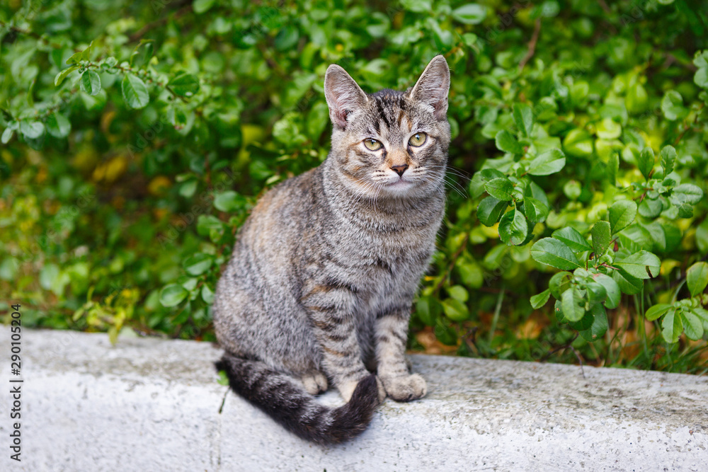 Beautiful homeless gray kitten Beautiful homeless gray kitten