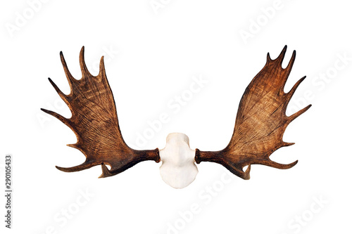 Moose antlers isolated on white background. Hunting trophy