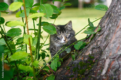 Beautiful homeless tricolor kitten