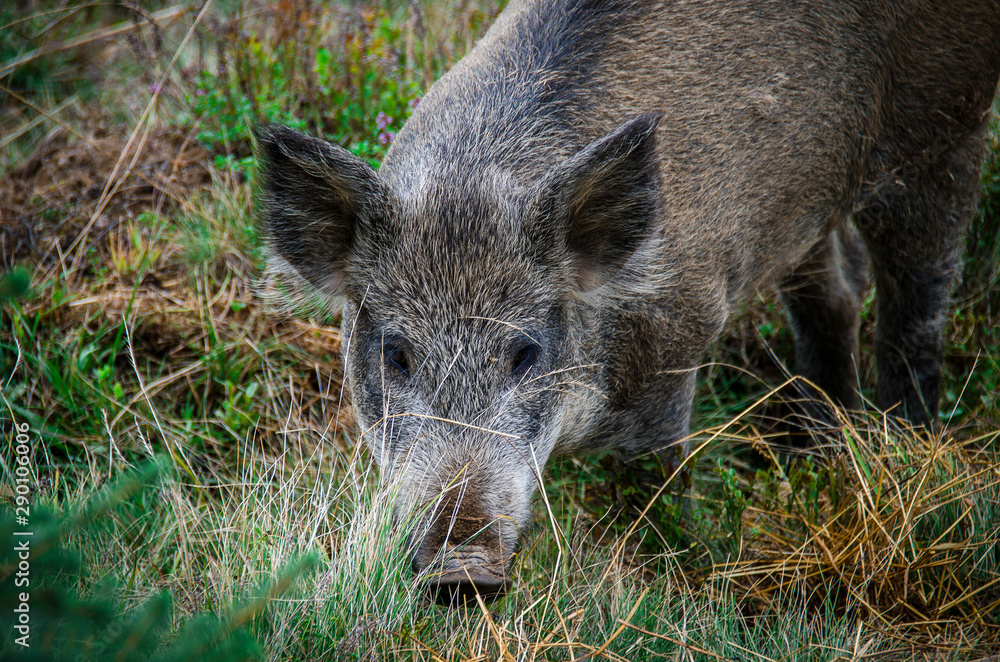 Wild grey piglet with black patch grazes on forest meadow Wild grey piglet with black patch grazes on forest meadow