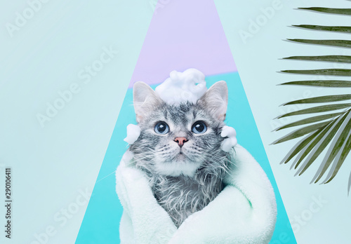 Fototapeta Naklejka Na Ścianę i Meble -  Funny wet gray tabby cute kitten after bath wrapped in green towel with big eyes. Just washed lovely fluffy cat with soap foam on his head look into the hole of blue paper.