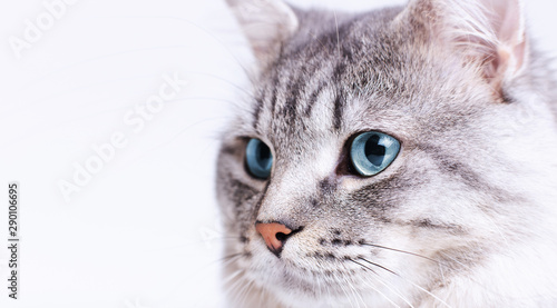Funny gray tabby cute kitten with blue eyes. Portrait of lovely fluffy cat.