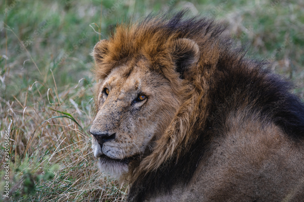 portrait of a lion