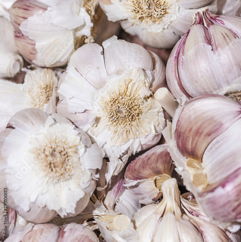 Macro shot of garlic in store