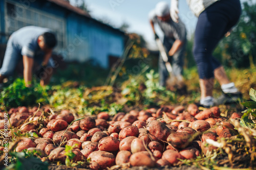 Harvest time concept. Farmer harvesting fresh organic potatoes from soil