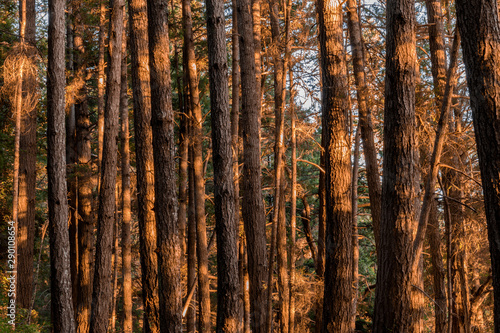 Pine Forest Sunset Lights. Portola Redwoods State Park, San Mateo County, California, USA.