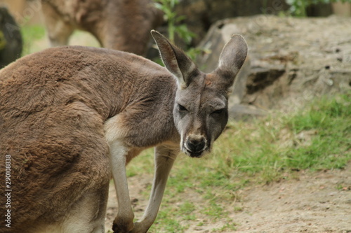 Kangaroo