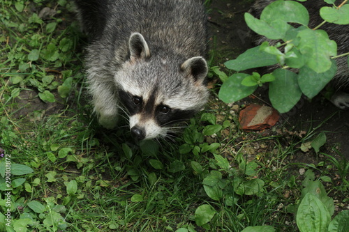 Raccoon