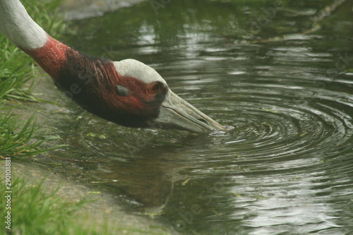 Pelican drinking
