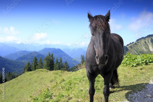 Pferd in den Bergen