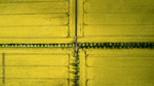 yellow fields