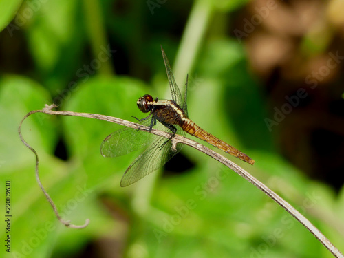 IQUITOS, PERÚ - JULY, 22, 2019: Amazon dragonfly resting on a leaf. © Pau
