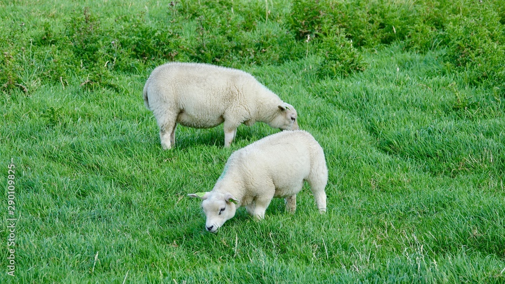 Obraz premium Schafe am Deich auf Wiese an der Nordsee