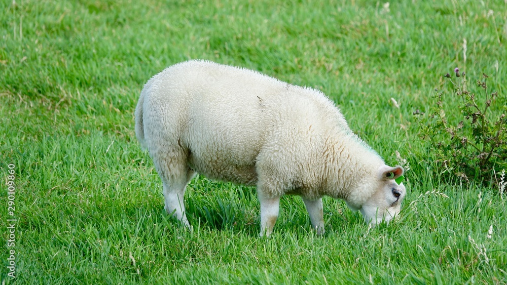 Obraz premium Schafe am Deich auf Wiese an der Nordsee