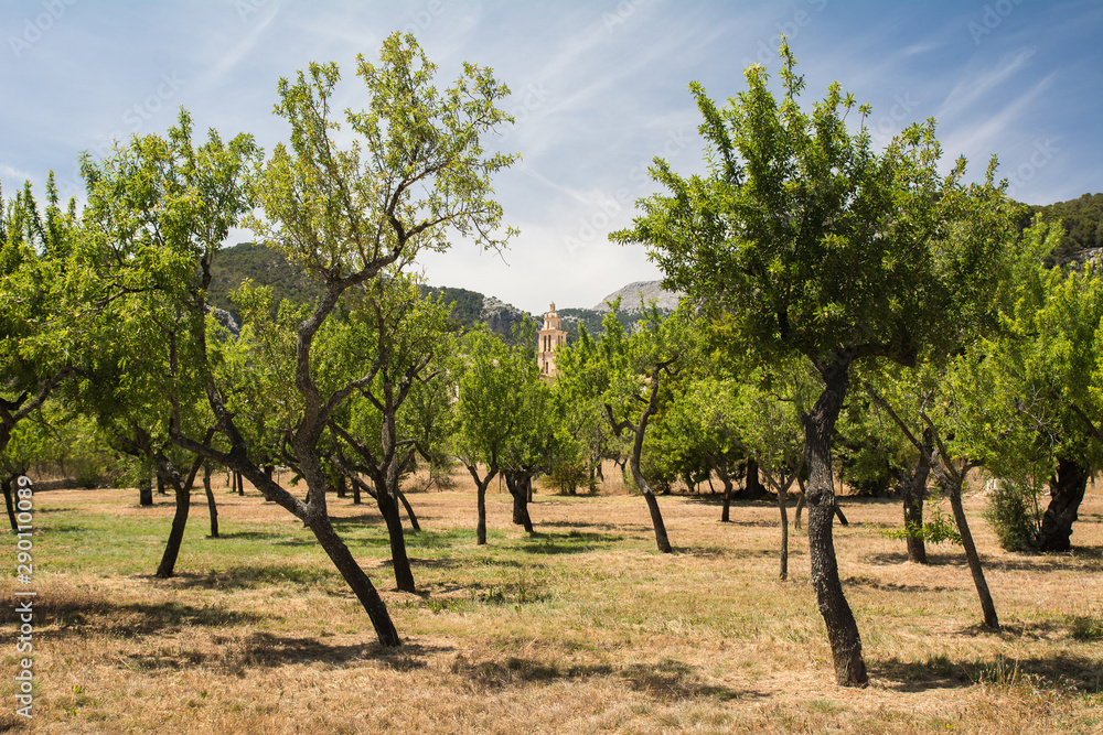 Fototapeta premium olive tree in spring