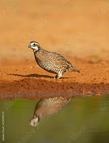 Bobwhite Quail near water on Texas Ranch