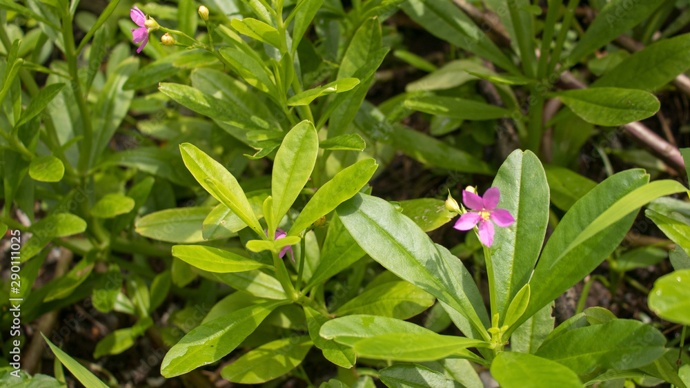 Sambar cheera (Ceylon Spinach) it is commonly known as water leaf