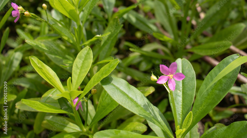 Sambar cheera (Ceylon Spinach) it is commonly known as water leaf, growing in a wet area. This shrub is dark green in colour. Sambar cheera (Ceylon Spinach) it is commonly known as water leaf, growing in a wet area. This shrub is dark green in colour.