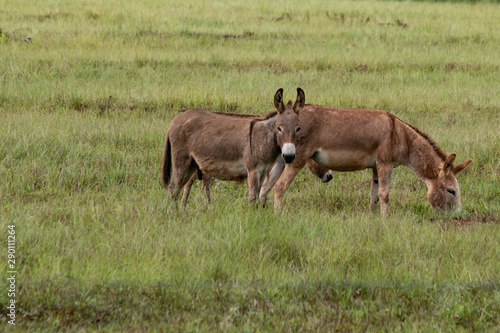 Donkeys in a pasture