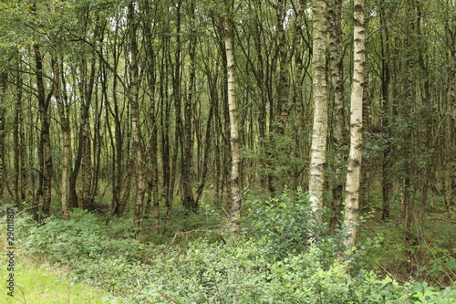 a birch forest in the moor in northern Germany