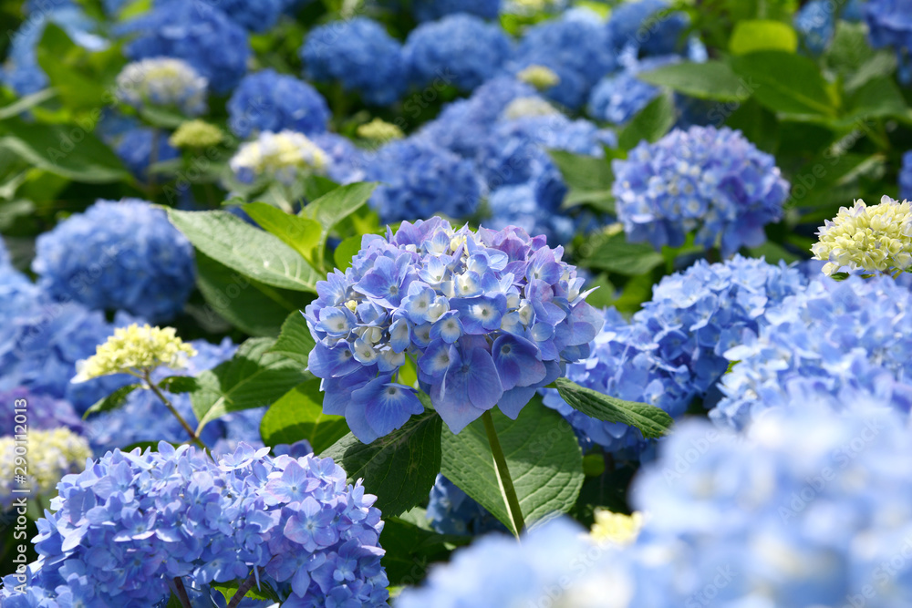 Beautiful blooming blue Hydrangea or Hortensia flowers (Hydrangea macrophylla) under the sunlight on blur background in summer. Nature background. Beautiful blooming blue Hydrangea or Hortensia flowers (Hydrangea macrophylla) under the sunlight on blur background in summer. Nature background.