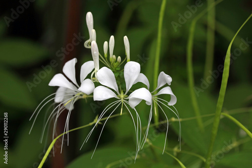 White ginger (Hedychium coronarium) flower