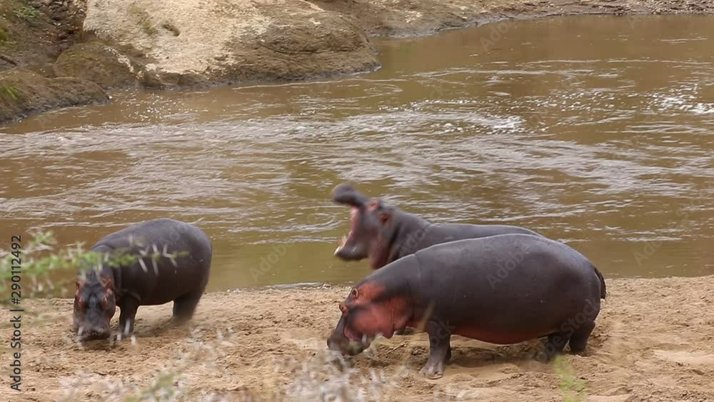 Three hippos on the banks of the Mara River are playing with each other. Kenya; Tanzania. Masai Mara National Park. Serengeti. Three hippos on the banks of the Mara River are playing with each other. Kenya; Tanzania. Masai Mara National Park. Serengeti.