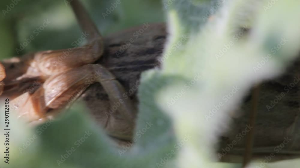 Close-up detail camera panning shot to the middle of the thorax of an adult female praying mantis sp. Mantis religiosa insect, hiding under a plant (thorax gets overshadowed at end) Close-up detail camera panning shot to the middle of the thorax of an adult female praying mantis sp. Mantis religiosa insect, hiding under a plant (thorax gets overshadowed at end)