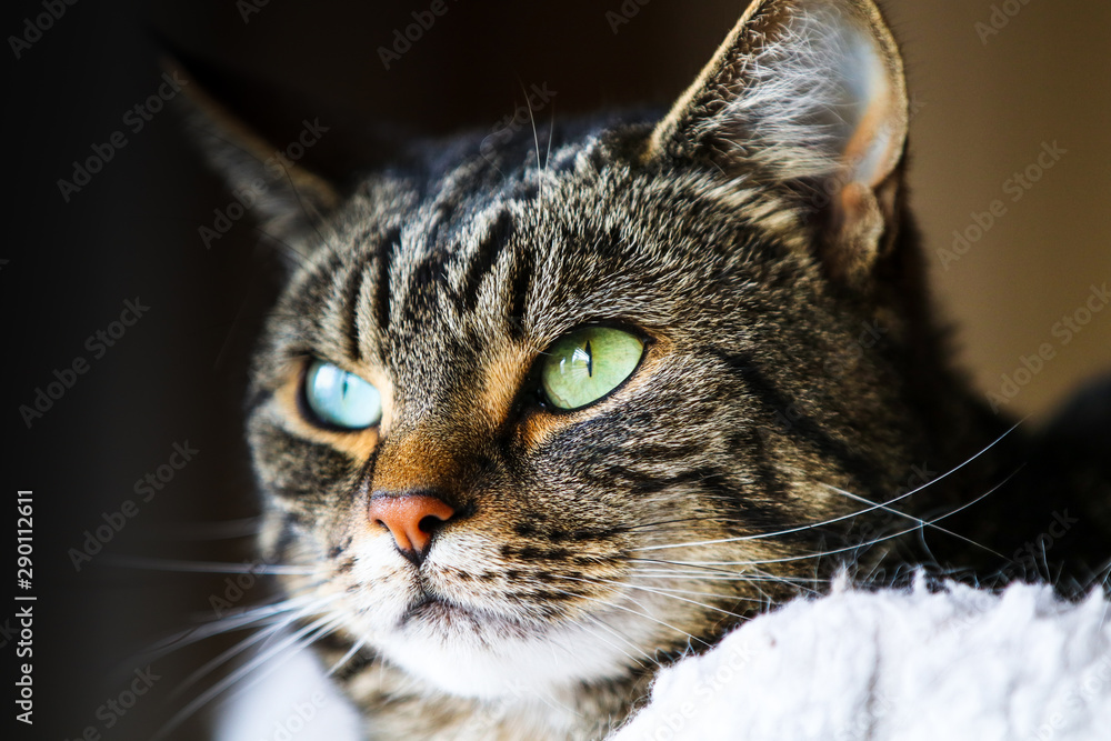 Close up portrait of a tabby and white cat’s head with green eyes looking into the distance