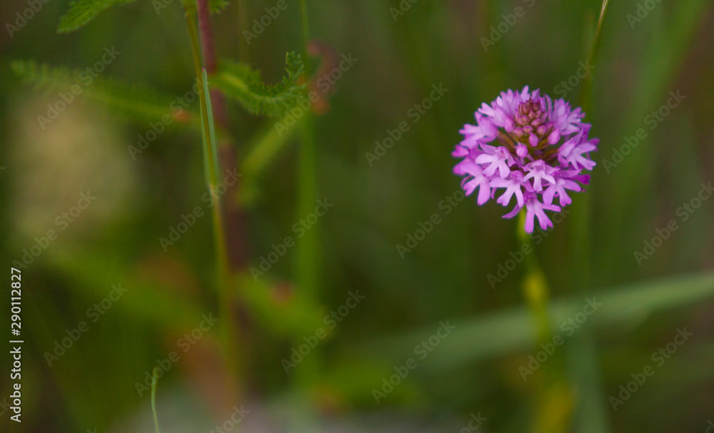 Orquídea piramidal (Anacamptis pyramidalis (L.) Orquídea piramidal (Anacamptis pyramidalis (L.)