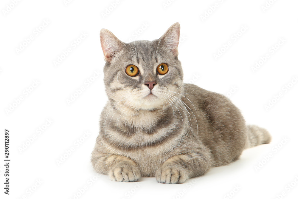 Beautiful cat lying on white background